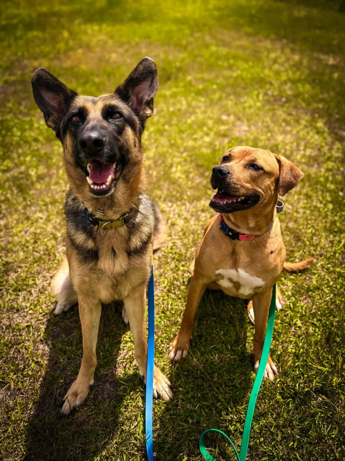 two dogs staring at trainer
