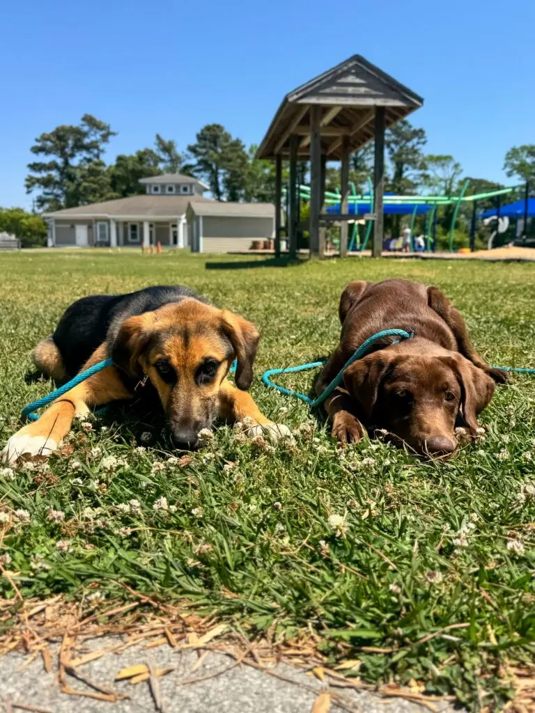 puppies at swansboro park