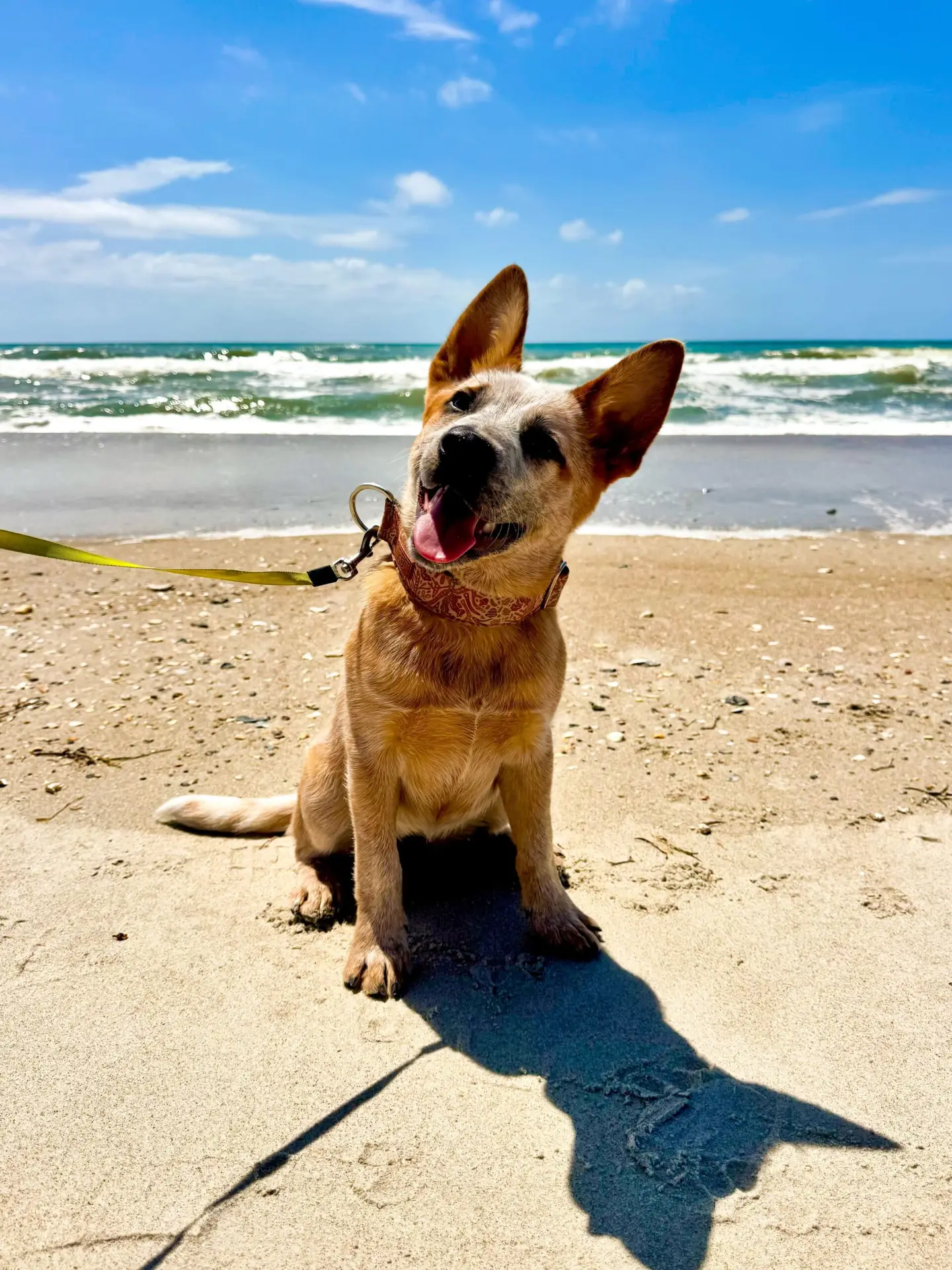 cattle dog at beach during board and train field trip