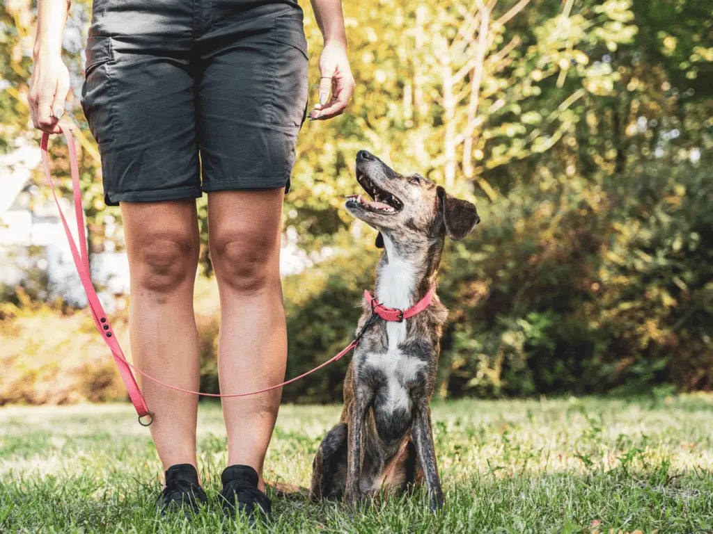 House Training an Adult Dog: Proven Tips for Fast Result