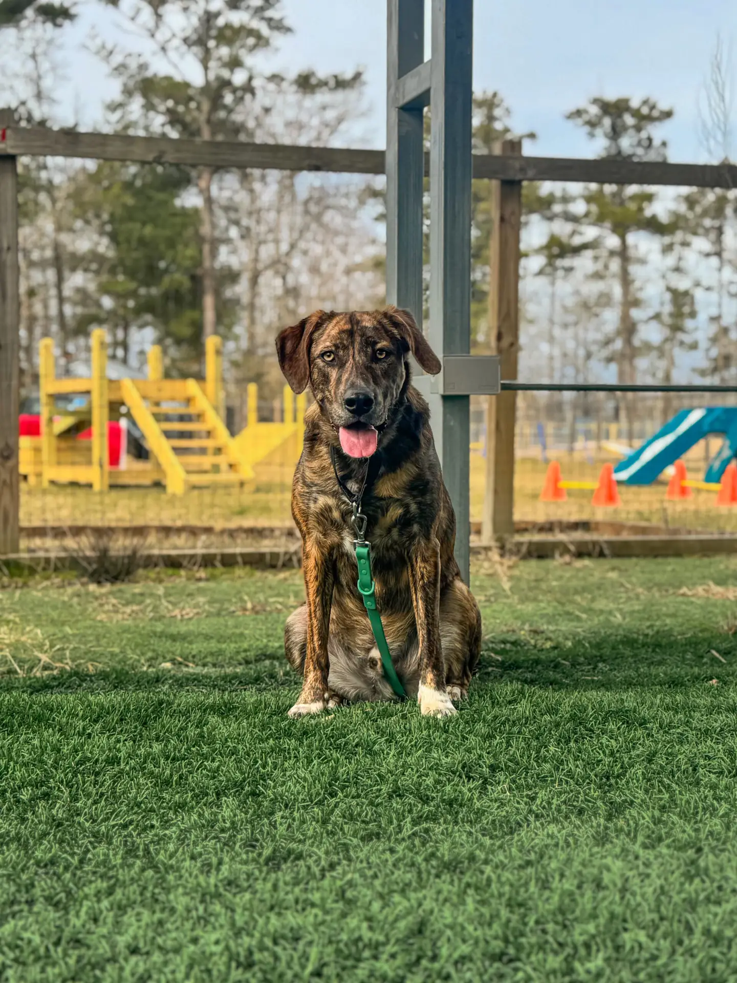 Expert dog training in Beaufort County NC. Teaching dog manners and control