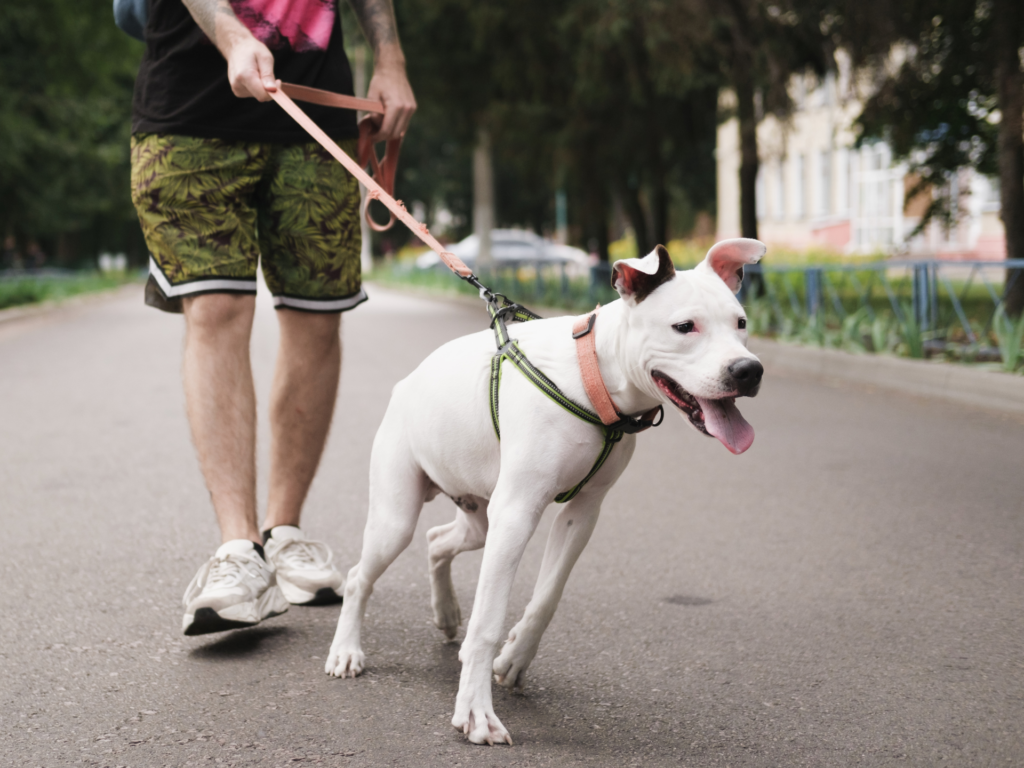 Reactive Dog Training: What Every Dog Owner Should Know