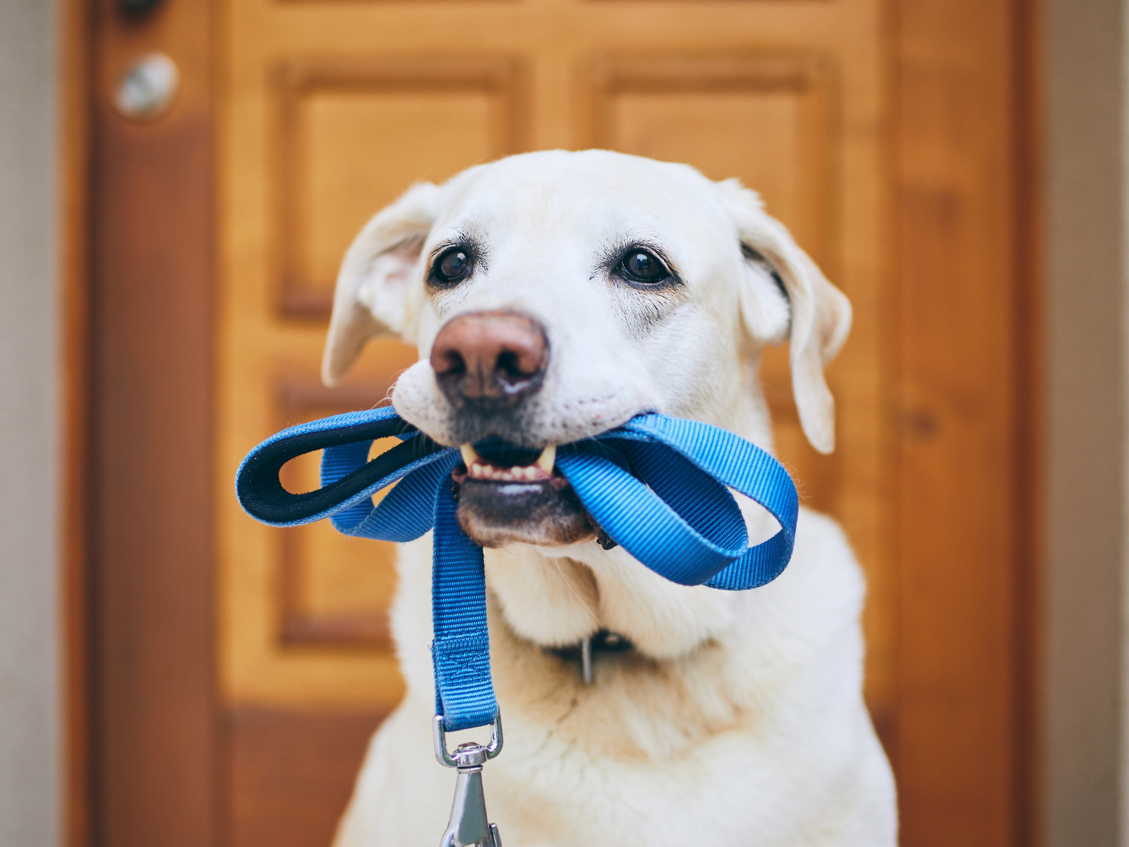 From Pulling to Polite: How to Leash Train a Dog