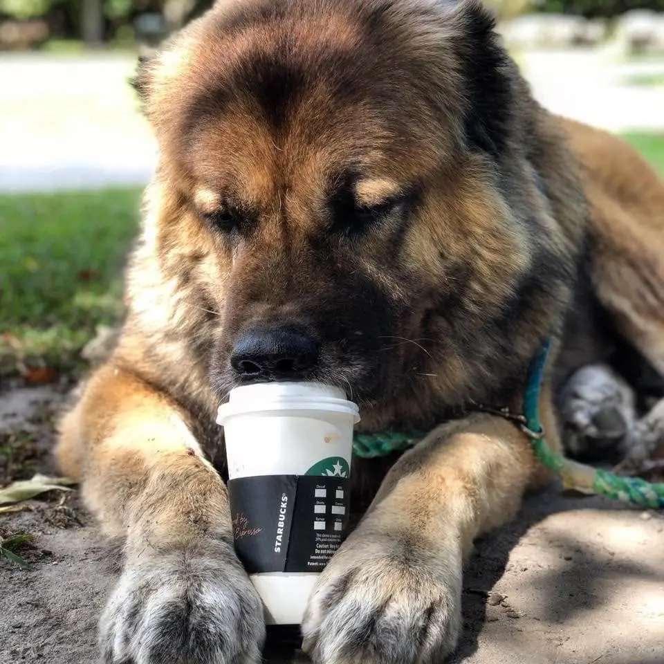 Caucasian shepherd holding a down command during a coffee visit