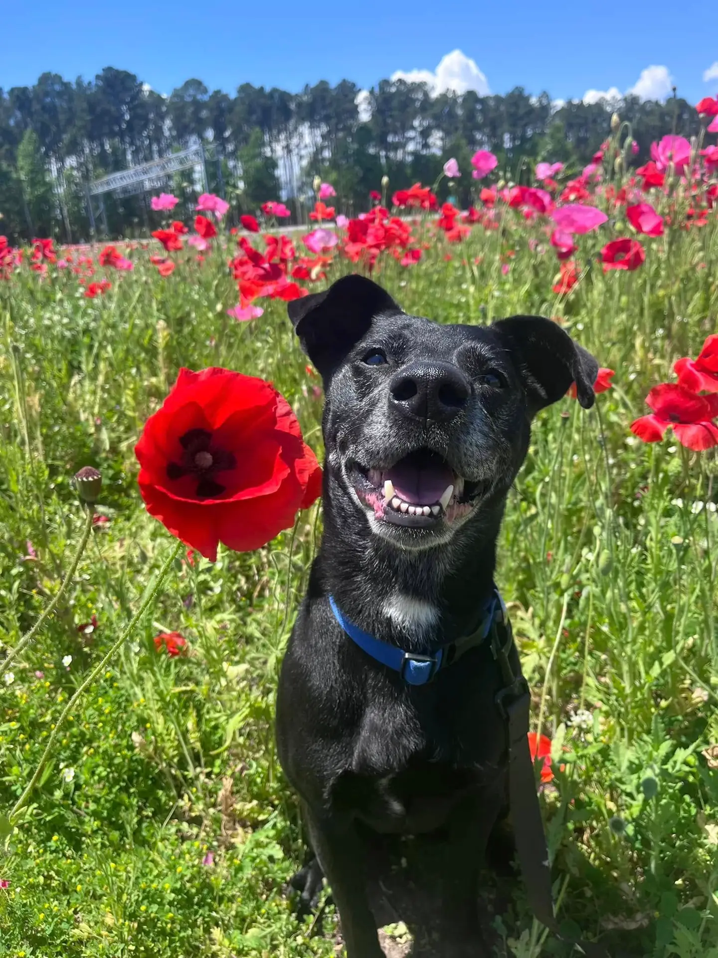 dog sitting with flowers at emerald isle bridge