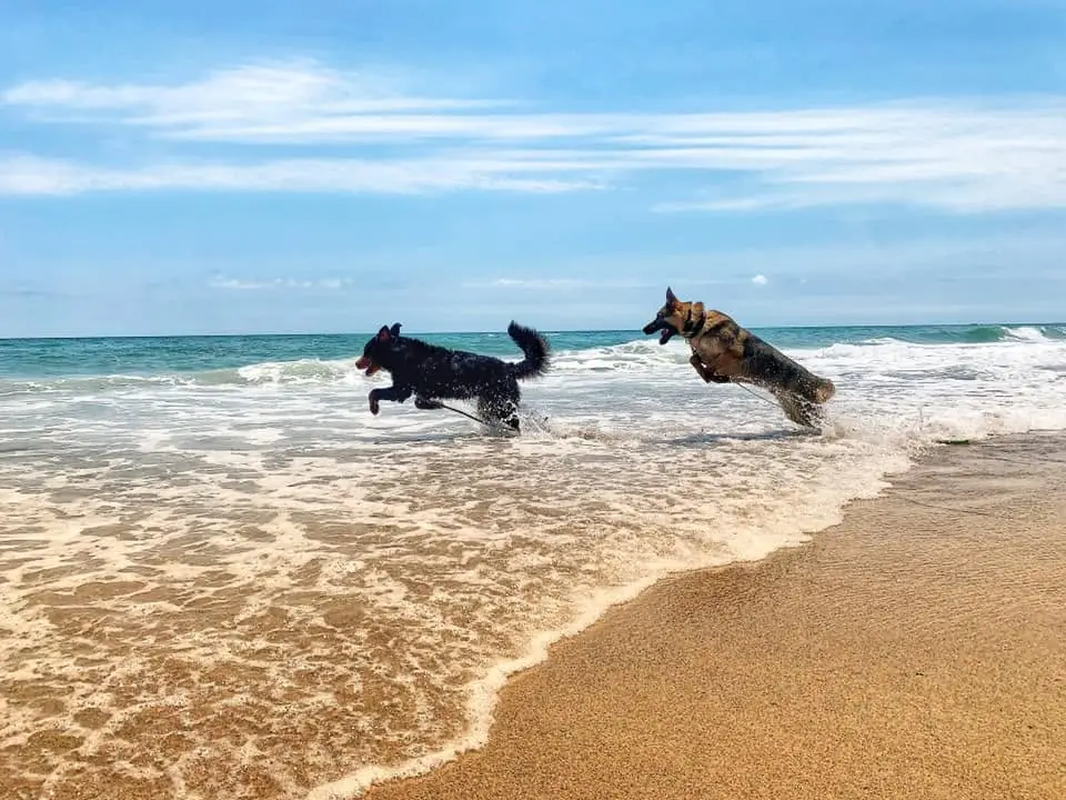 dogs playing in ocean
