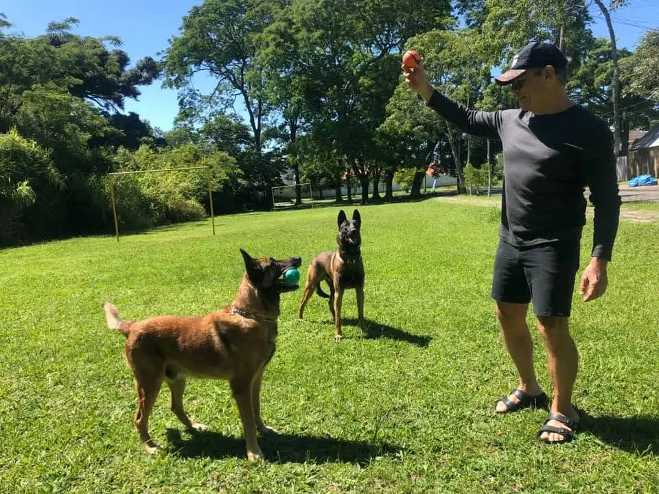 dog training that is clear and easy for dogs to understand