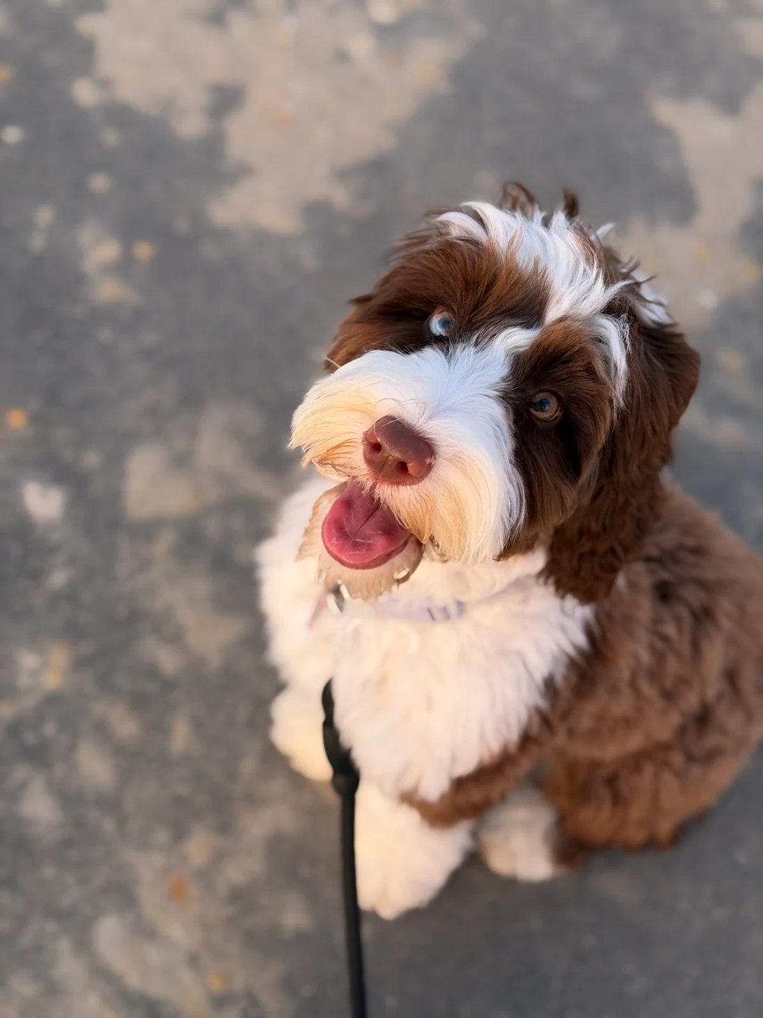 labradoodle who did board and train program for puppy manners