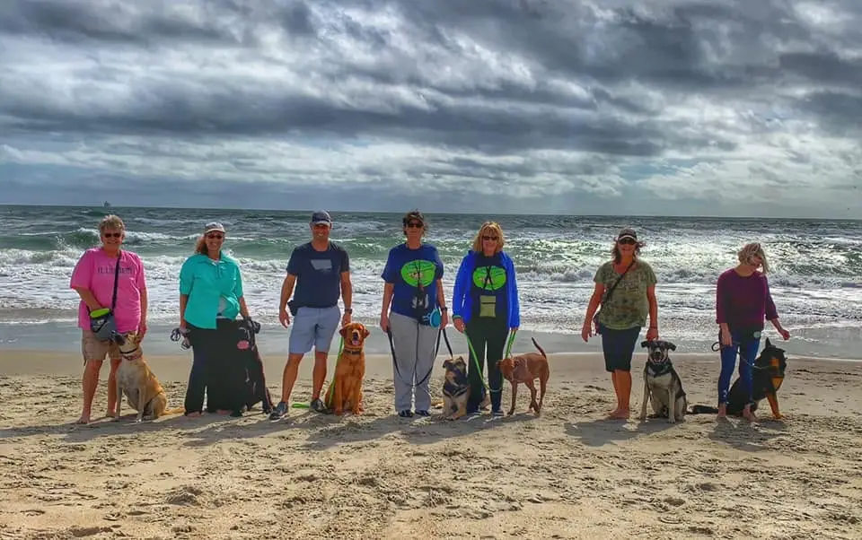 pack walk at beach