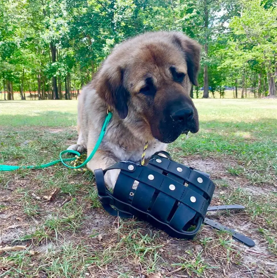 dog aggression training in onslow, carteret, and craven counties