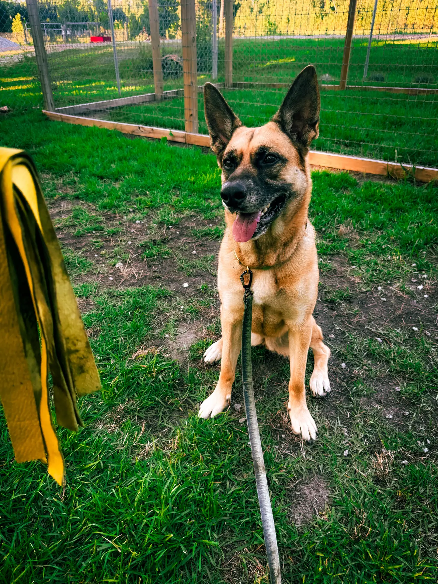 German Shepherd waiting for toy