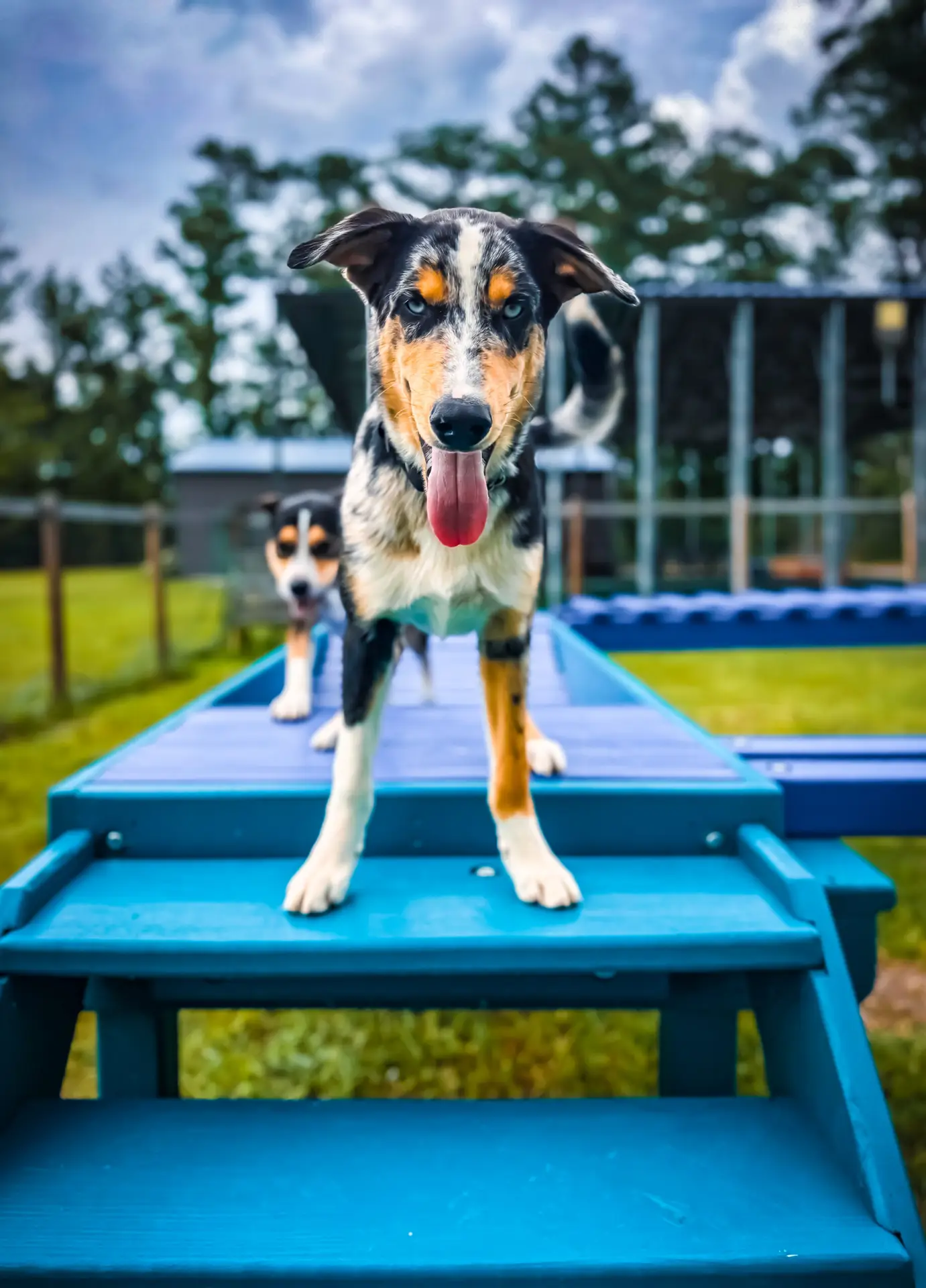 mix dog performing obedience command place
