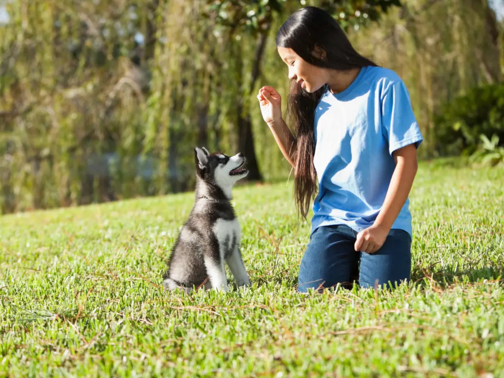A young puppy learning the sit command while making focused eye contact with its trainer in a park.