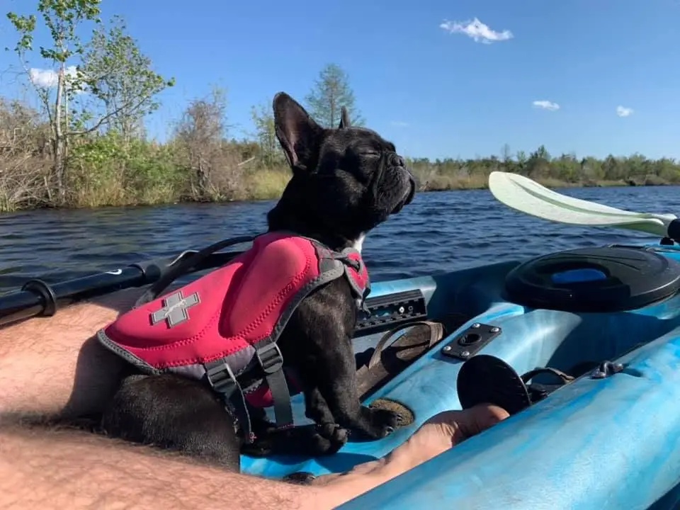 french bulldog on kayak in the intercoastal waterway