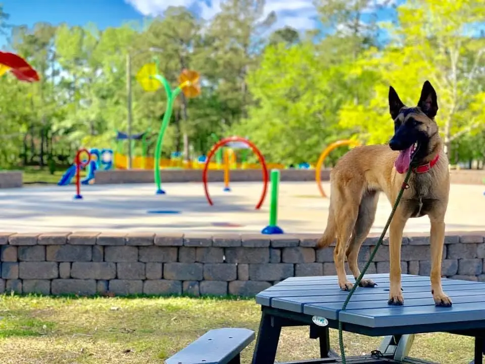 malinois posing obedience command at jacksonville park