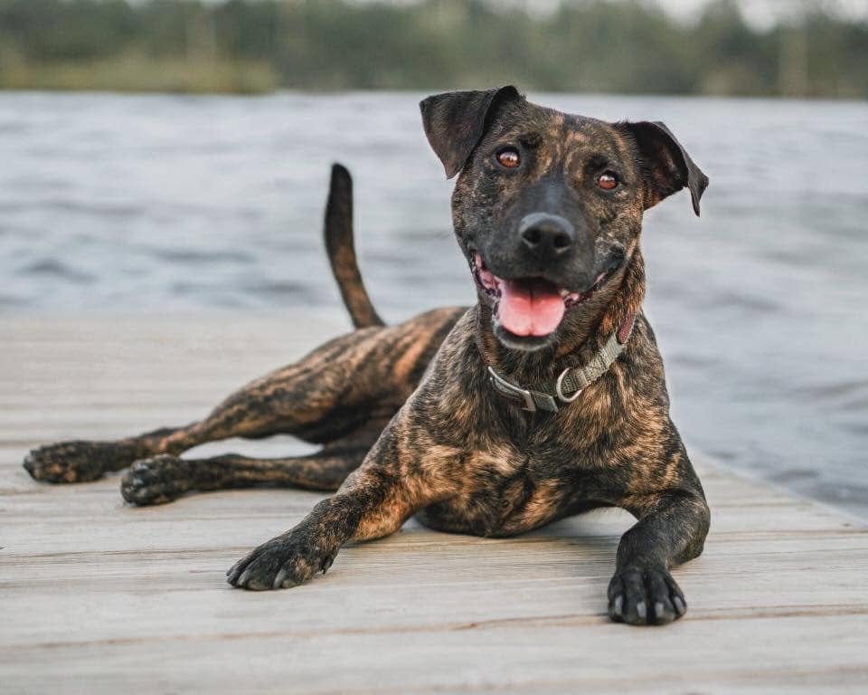 roxy on dock