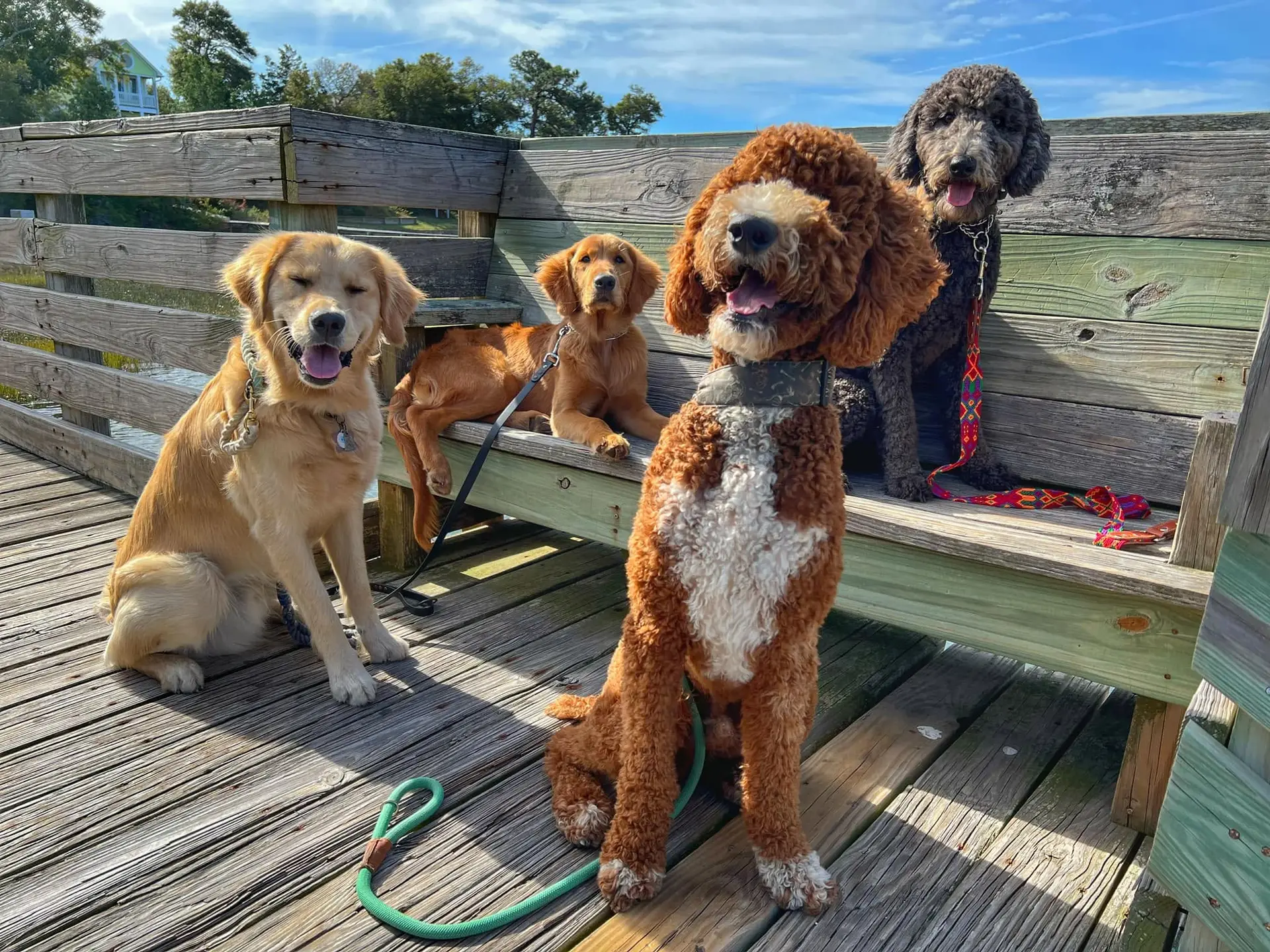 dogs posing on pier