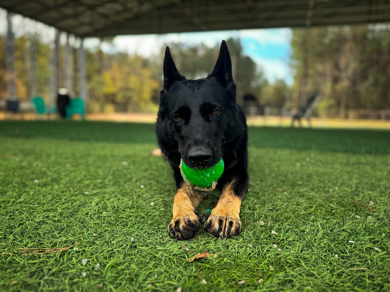 Dog after a training session in Swansboro