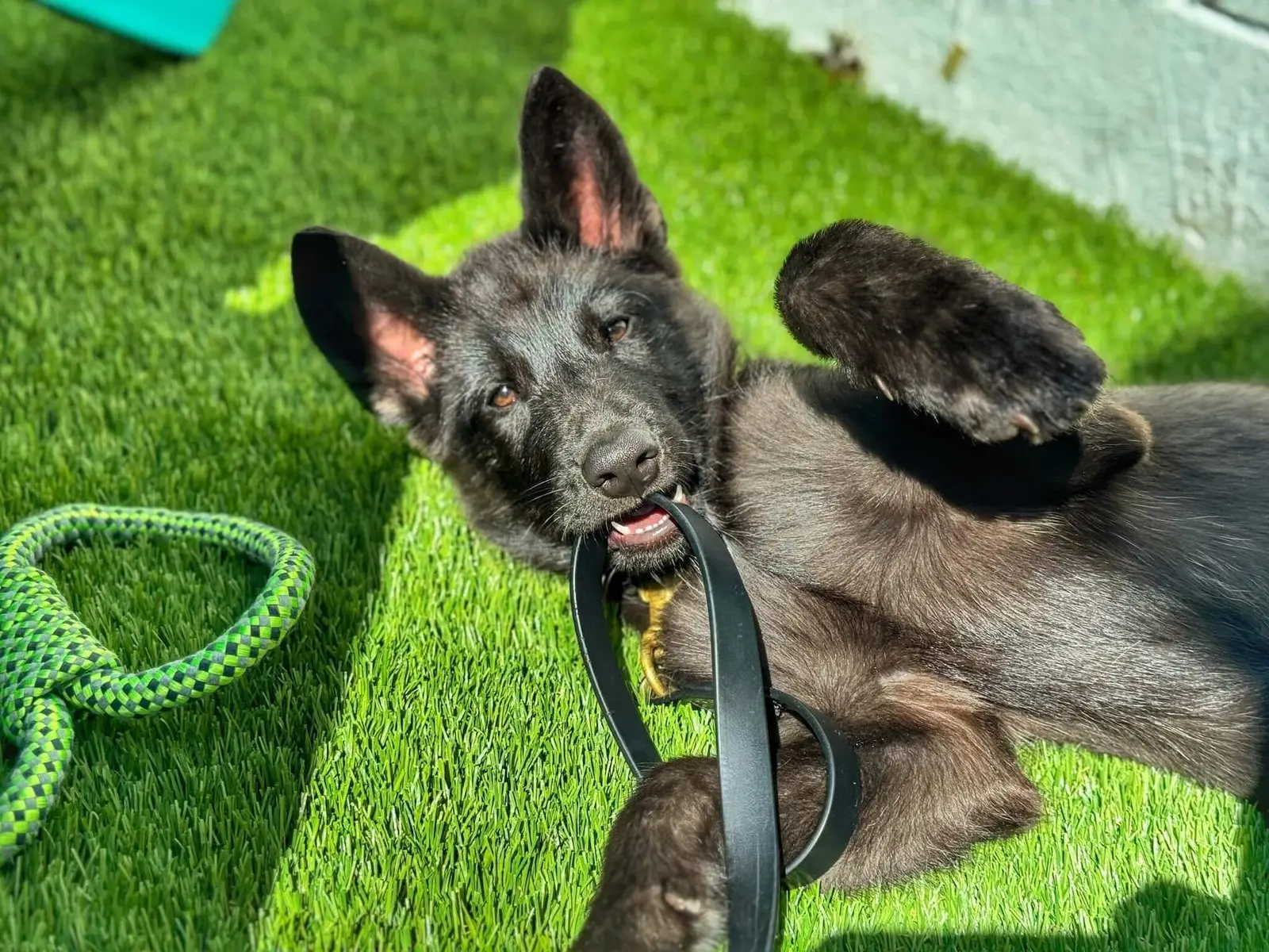 Dog after a training done by experts of WC Dog Training in Craven County
