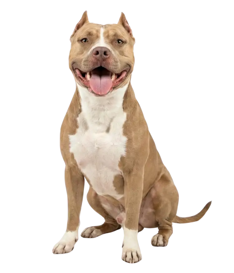 Dog Training in Carteret County