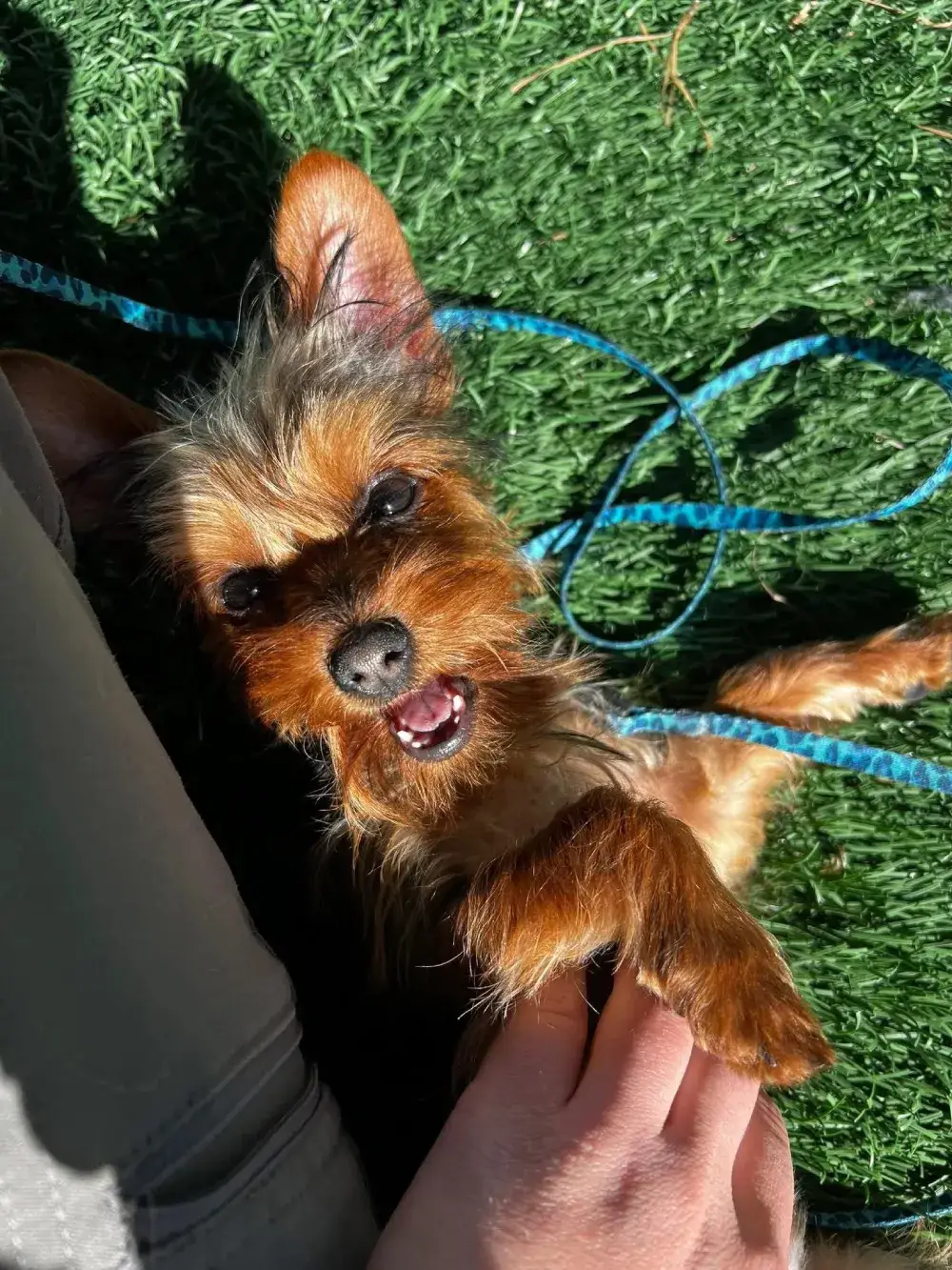 Dog, happy after a training session