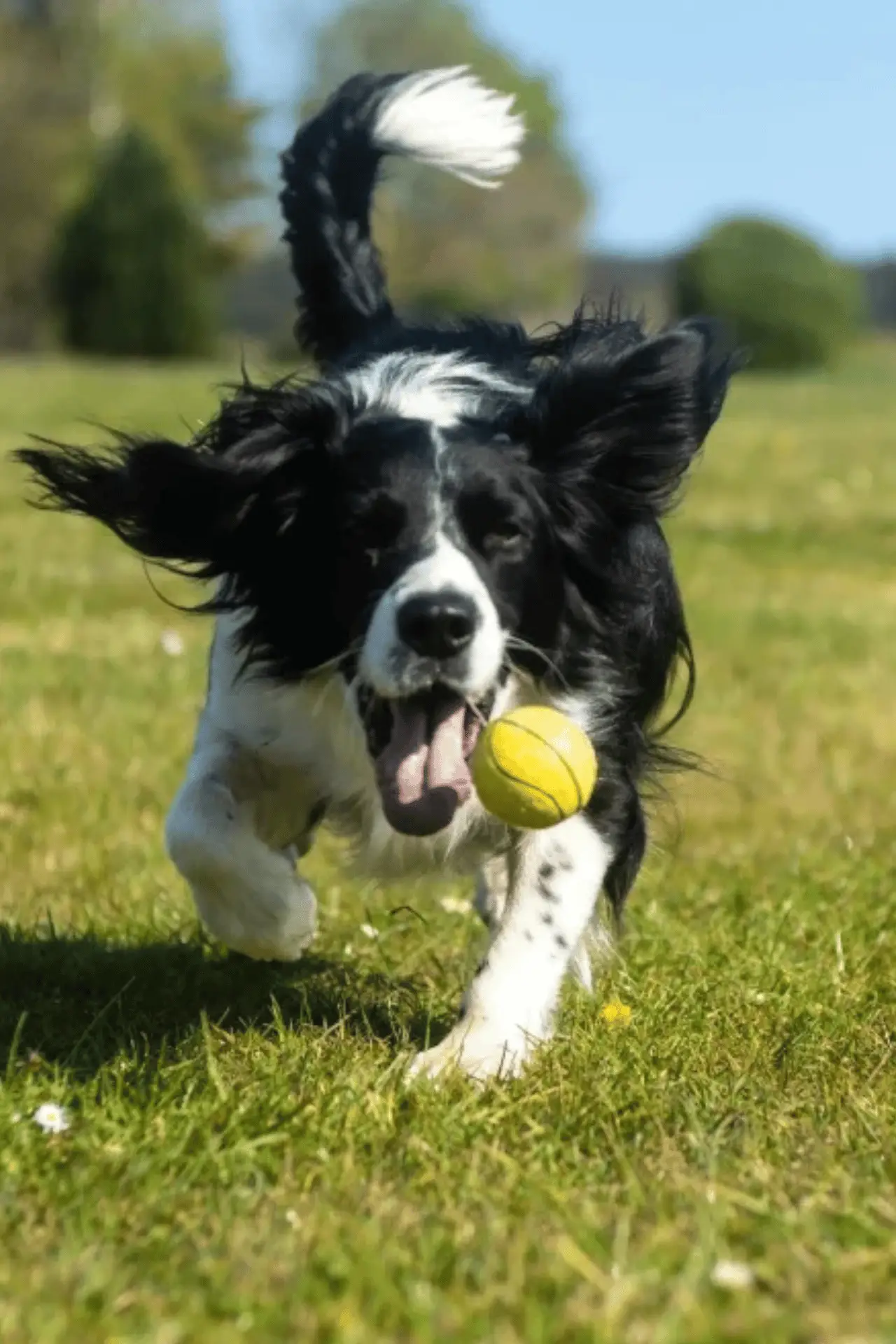 Dog during a training session