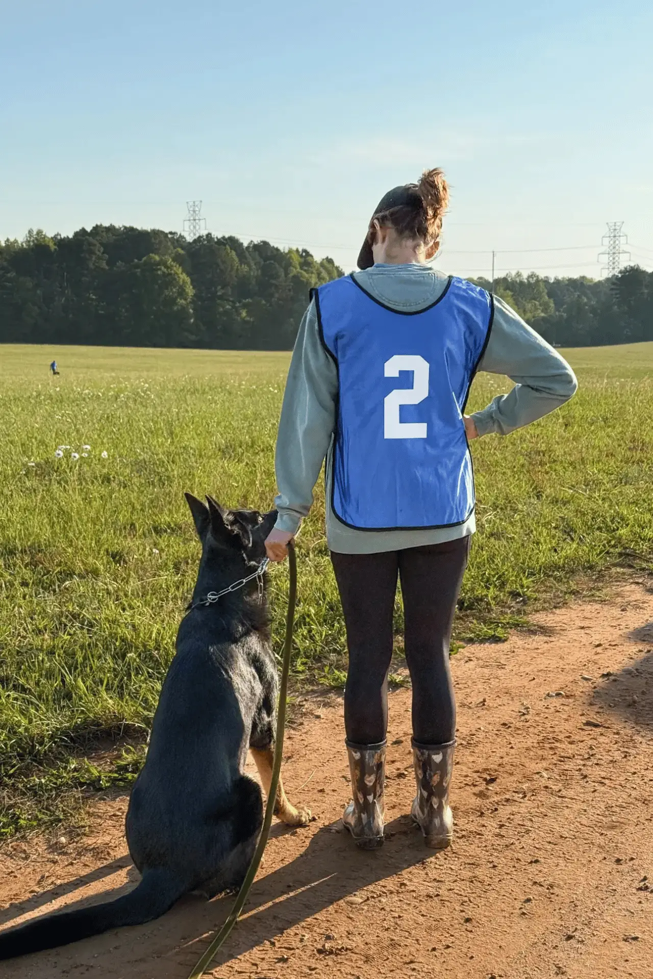 Dog during a professional training