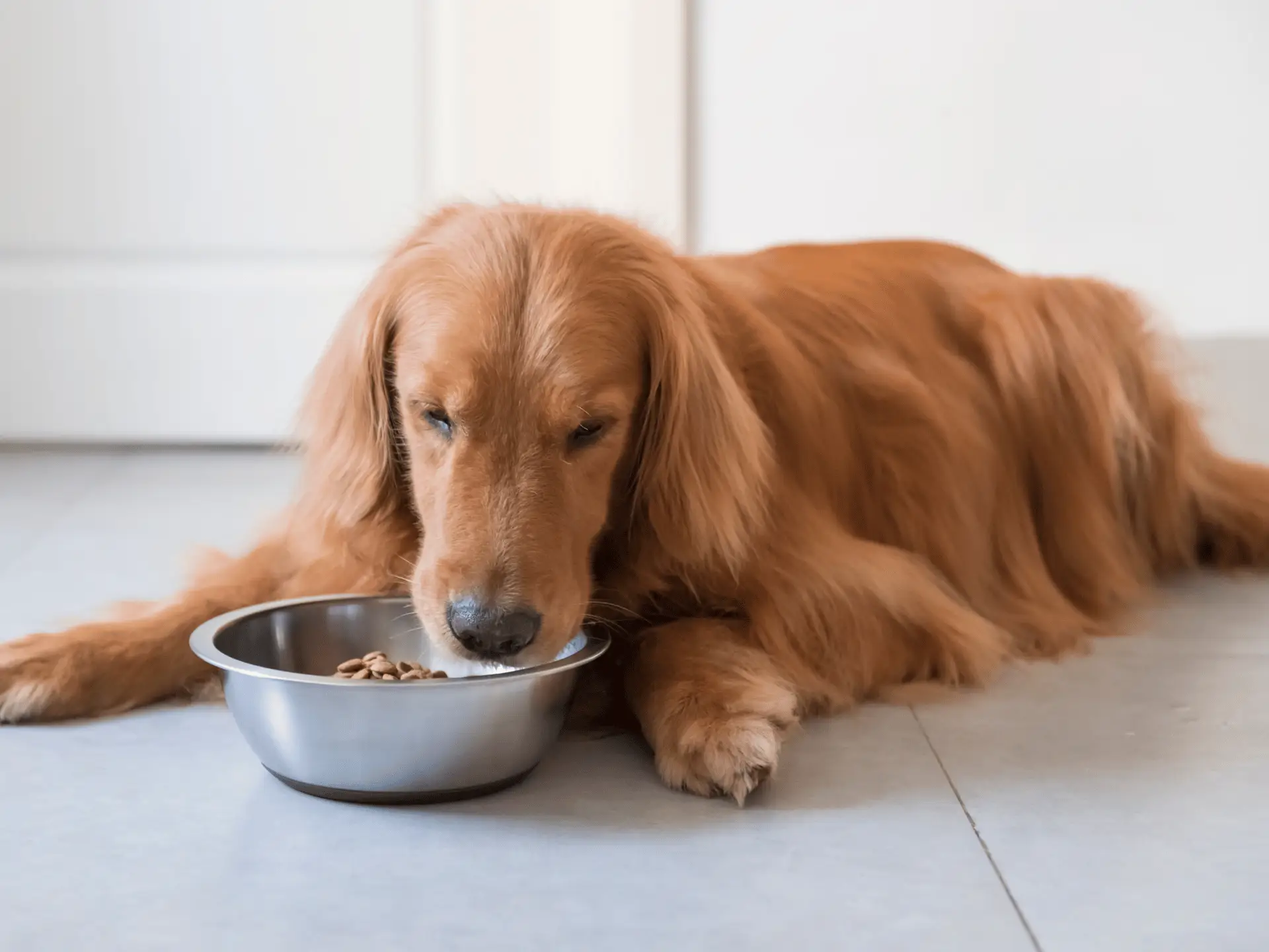How to Stop Food Aggression With Dogs and Train Them
