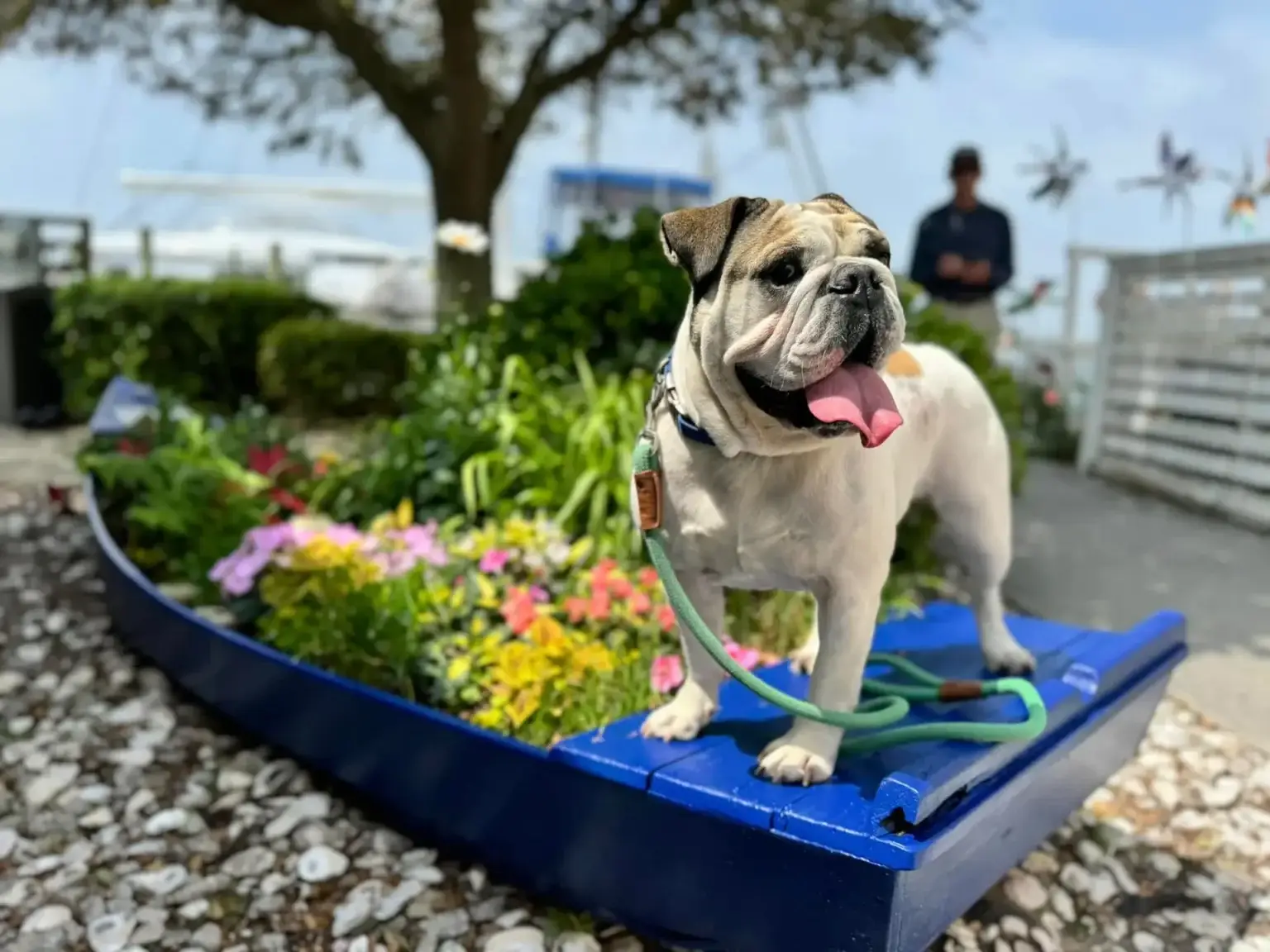 Dog behavior training in Oslow